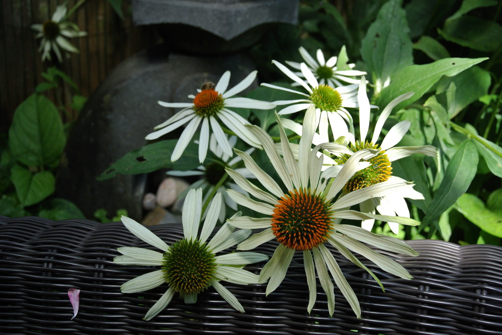 Sonnenhut, Echinacea purpurea in Sorten