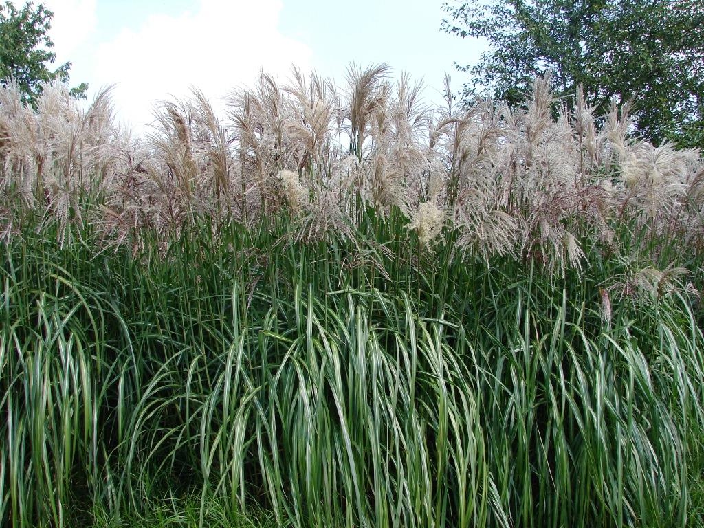 Chinaschilf Silberfeder, Miscanthus sinensis Silberfeder