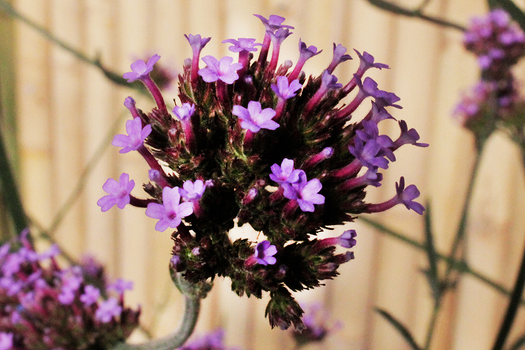 Patagonisches Eisenkraut, Verbena Bonariensis