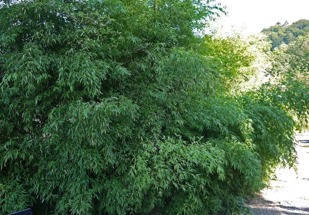 Schwarzer Bambus, Phyllostachys nigra