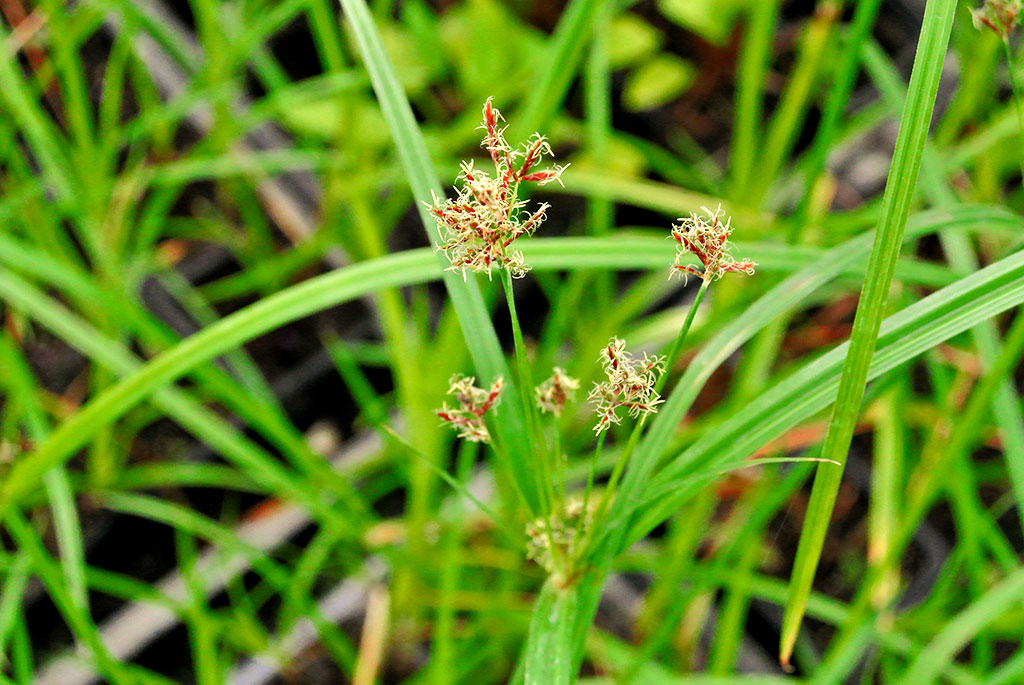 Wasserpalme - Zyperngras, Cyperus alterniflorus