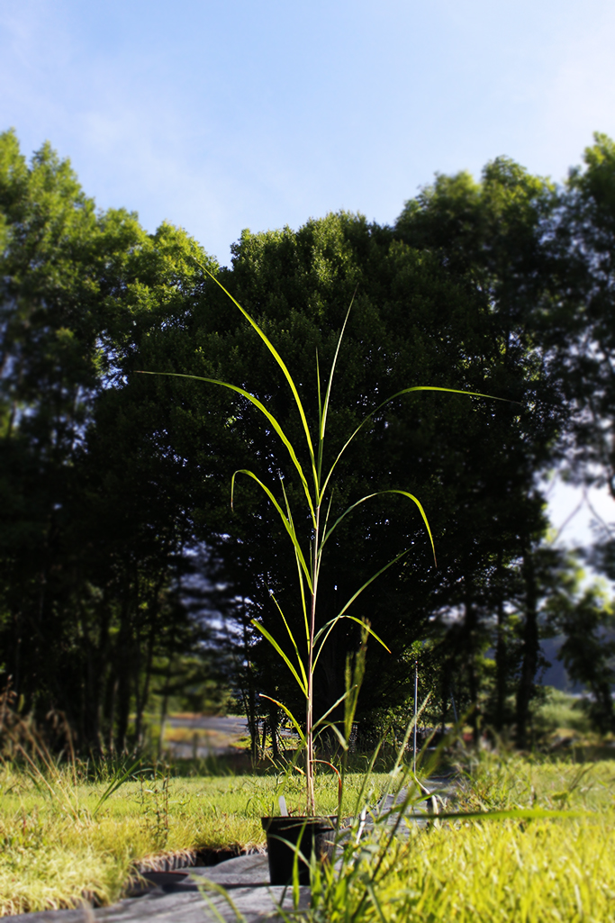 Riesen-Landschilf, Miscanthus giganteus Jubilar