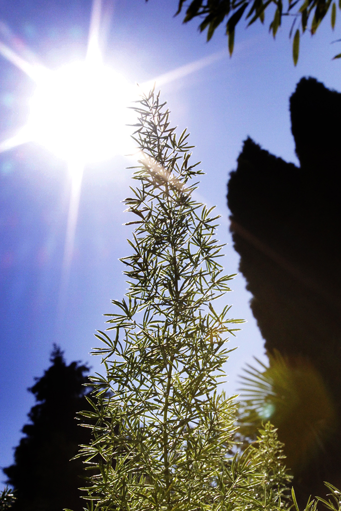 Zierspargel - Asparagus densiflorus