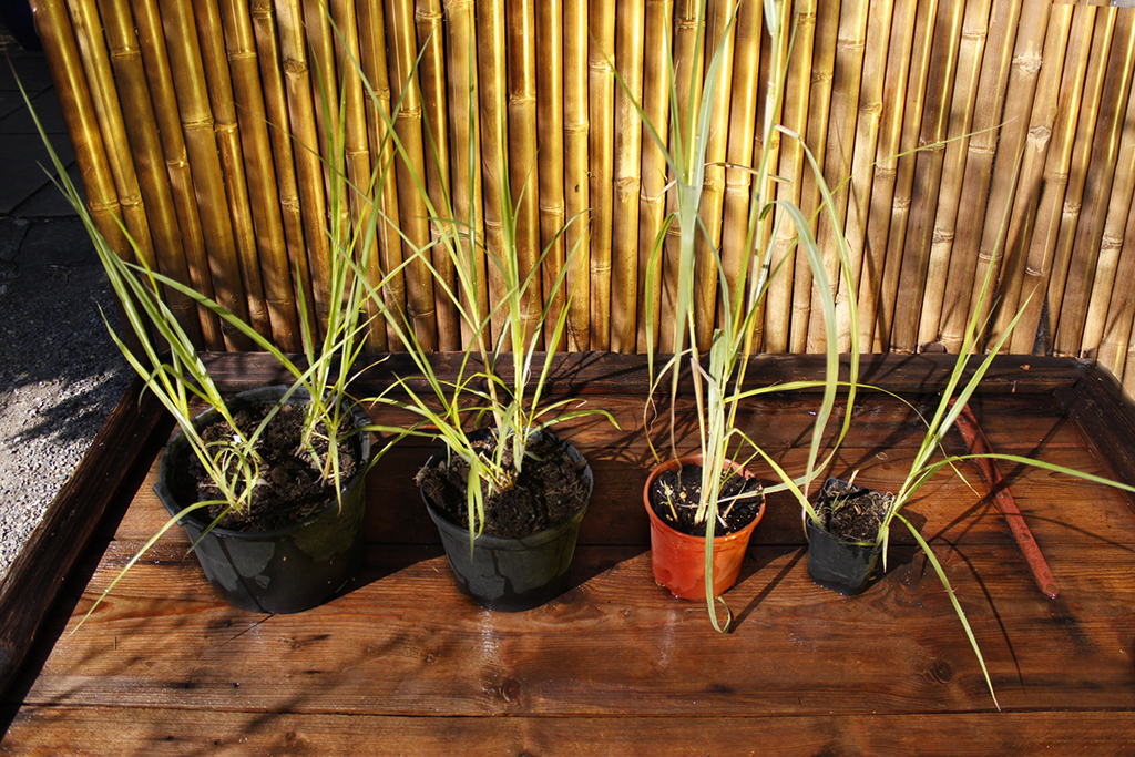 Elefantengras, Miscanthus giganteus