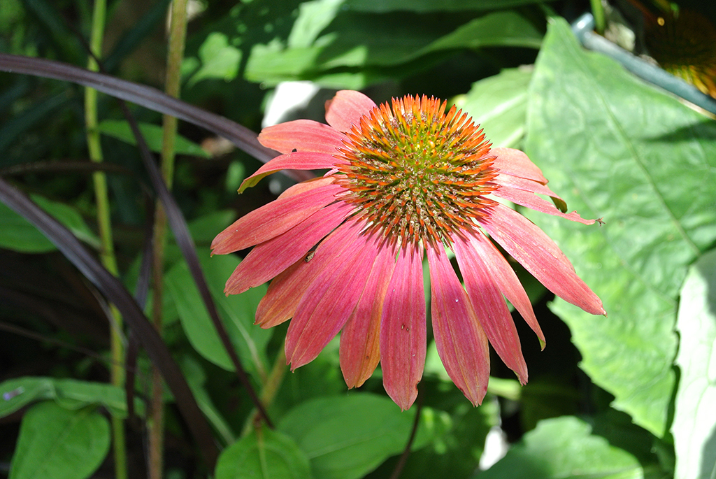 Sonnenhut, Echinacea purpurea in Sorten