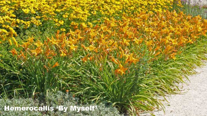 Taglilie, Hemerocallis in Sorten