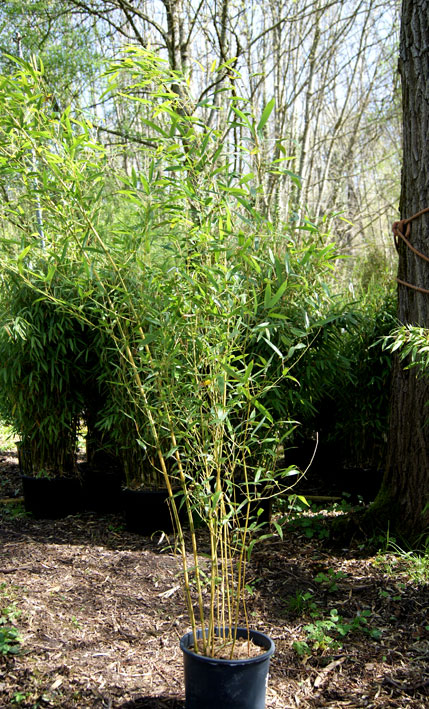 Grüner Bambus, Phyllostachys bissetii