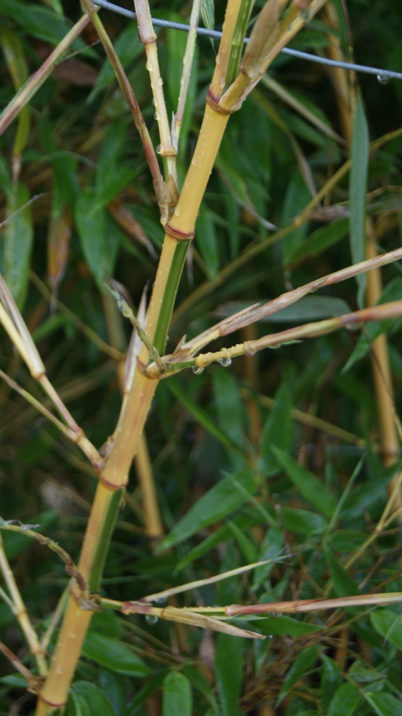 Golden Brillant Bambus, Phyllostachys bambusoides Castillonis