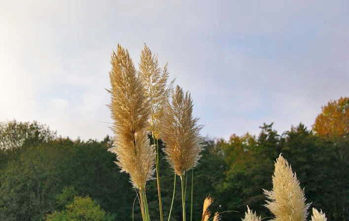 Kompaktes Pampasgras Pumila, Cortaderia selloana Pumila