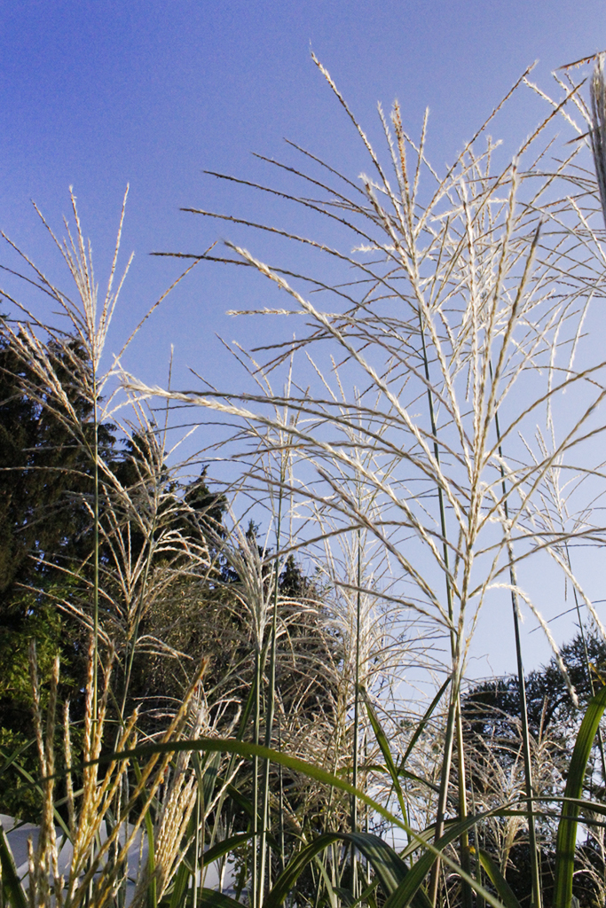 Chinaschilf Silberfeder, Miscanthus sinensis Silberfeder