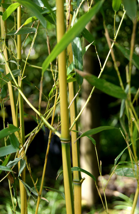 Grüner Bambus, Phyllostachys bissetii