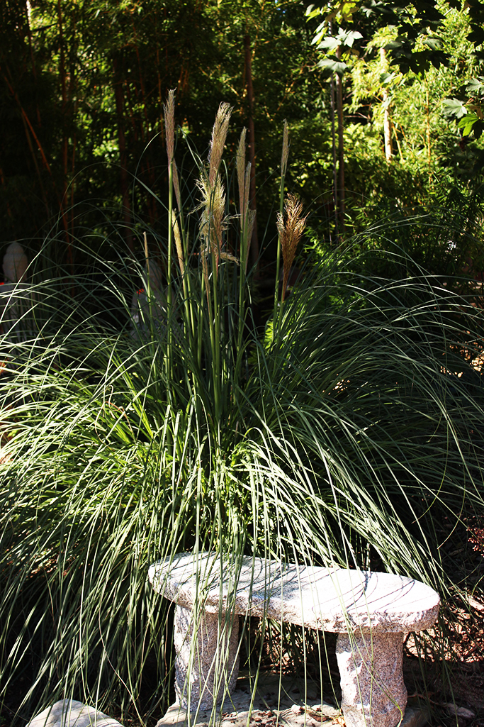 Kompaktes Pampasgras Pumila, Cortaderia selloana Pumila