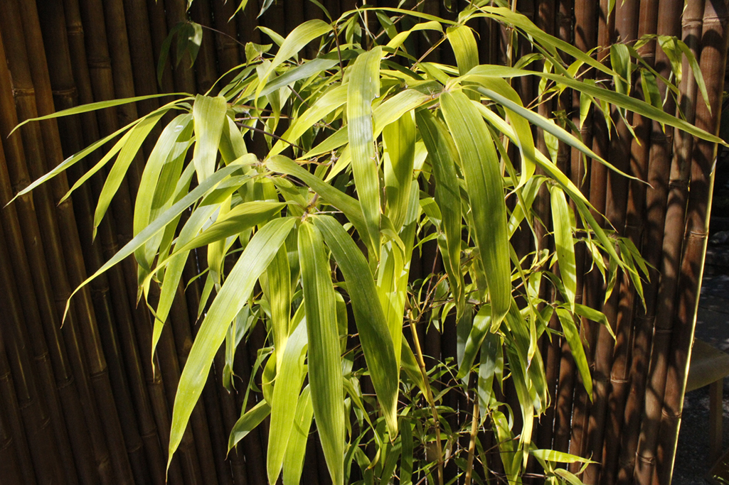 Grüner Furchen Bambus, Phyllostachys vivax Huangwenzhu Inversa