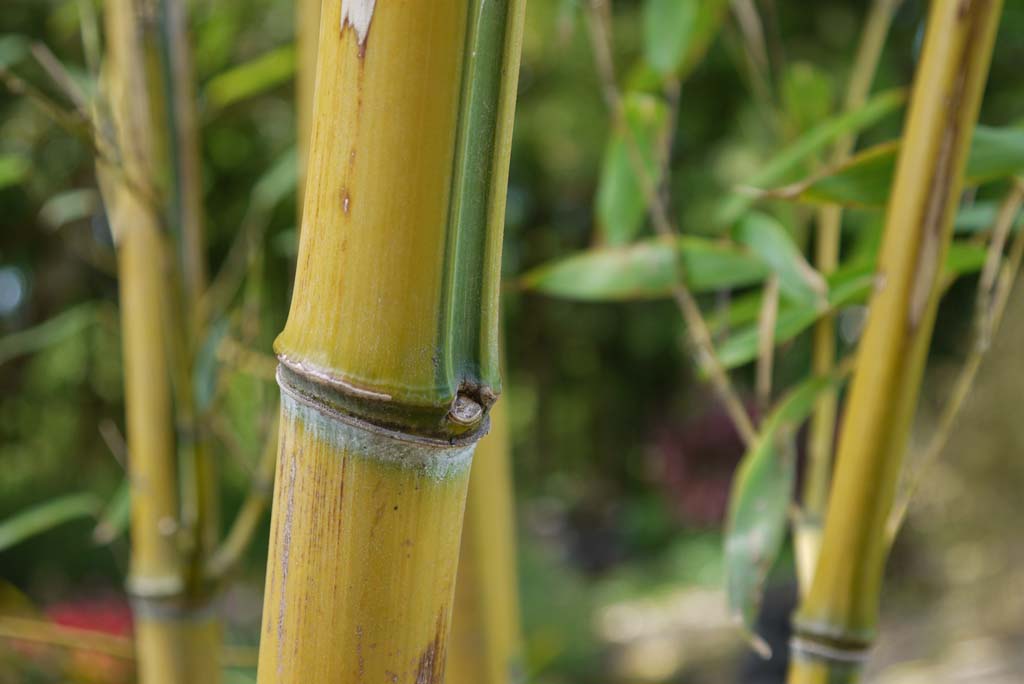 Zick -  Zack Bambus , Phyllostachys aureosulcata spectabilis