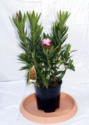 Oleander, Nerium oleander