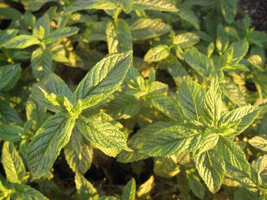 Orangenminze, Mentha piperita citrata