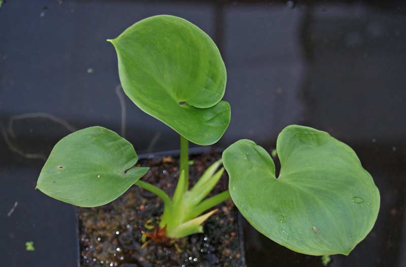 Calla palustris, Sumpfcalla