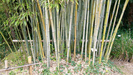 Goldhaar Bambus, Phyllostachys nigra Henonis