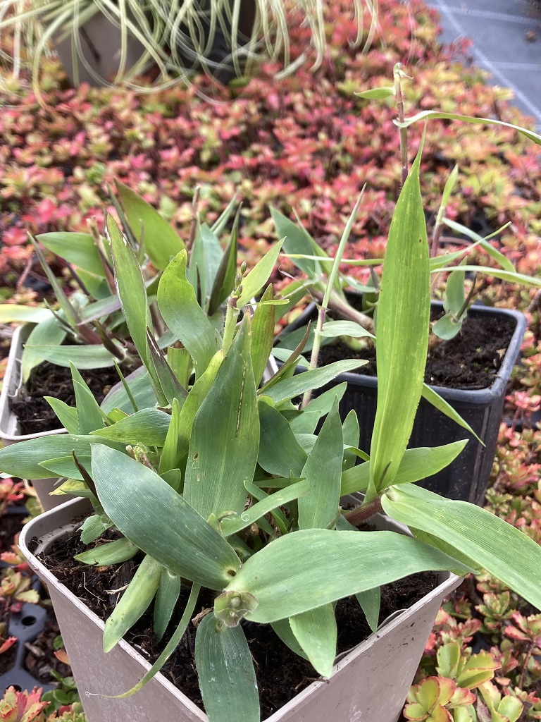 Hirschzungen-Rispenhirse, Panicum clandestinum