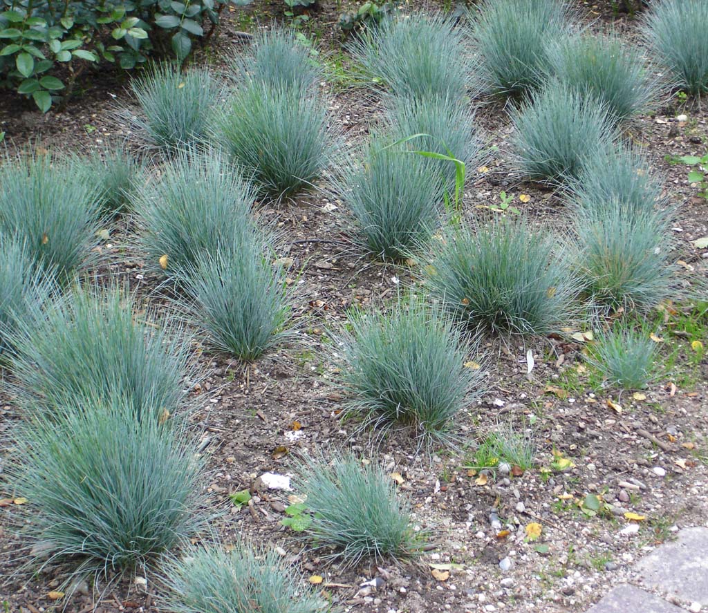 Blauschwingel, Festuca cinerea glauca