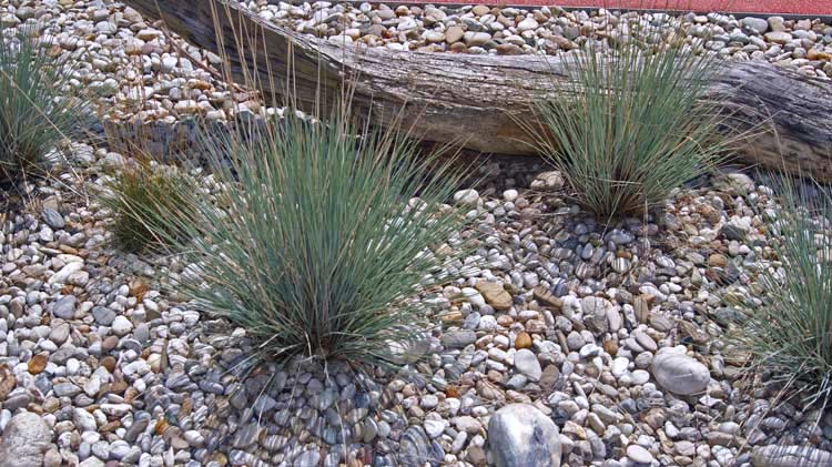 Blauschwingel, Festuca cinerea glauca