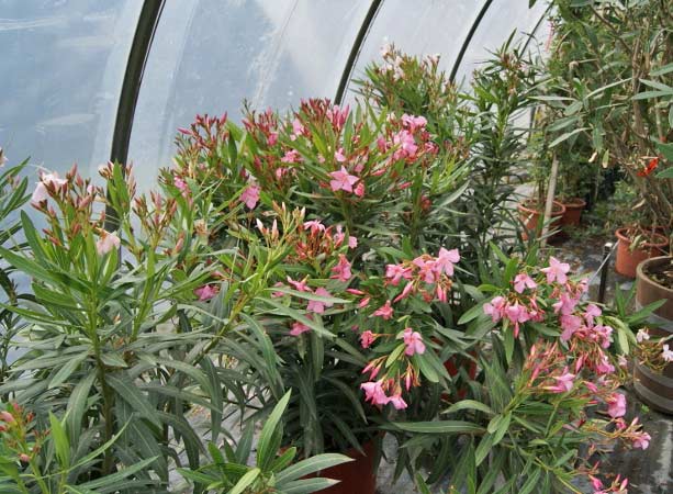 Oleander, Nerium oleander