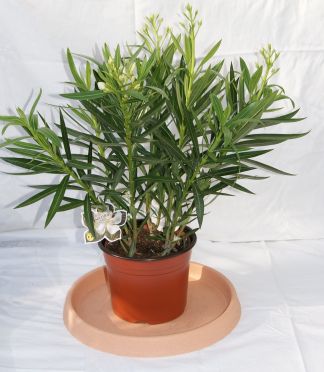 Oleander, Nerium oleander