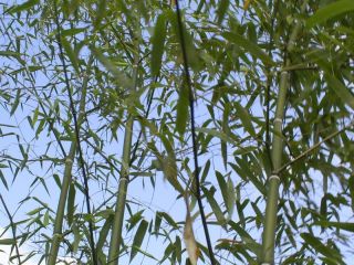 Steinbambus, Phyllostachys nuda