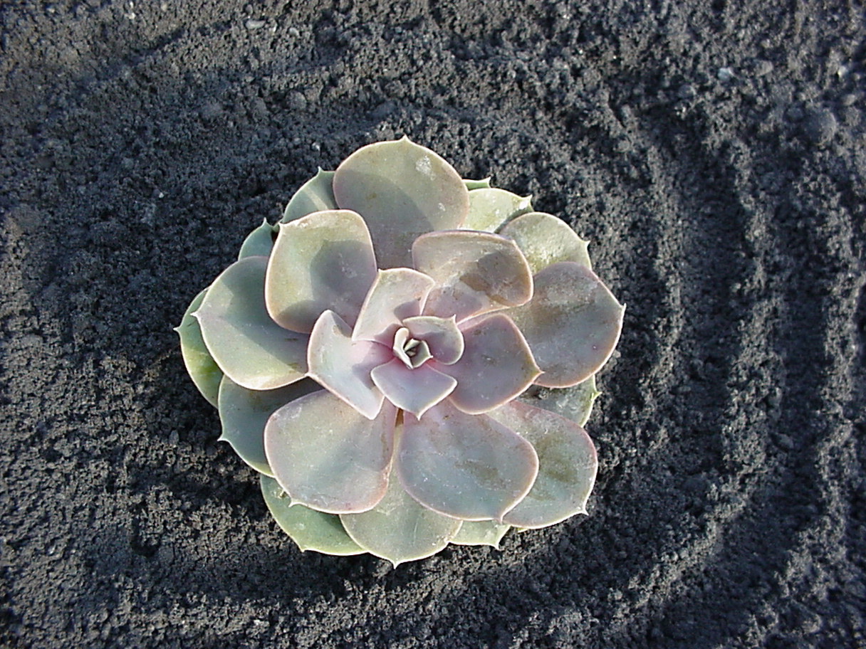 Echeveria, Fettblattrosette in 2 Sorten