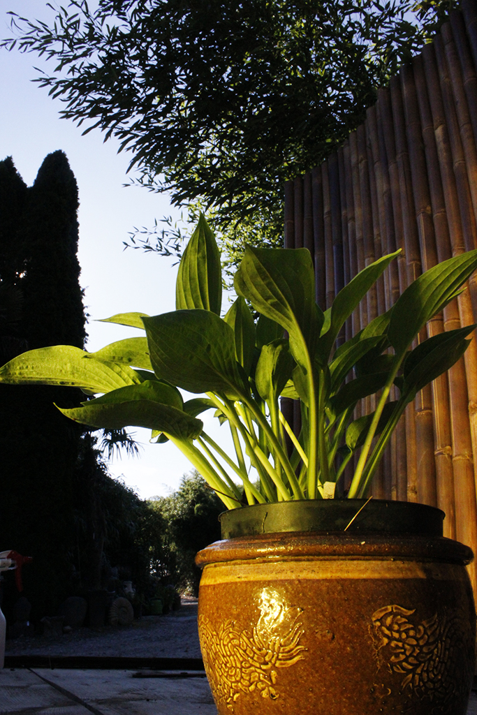 Hyazinthen-Funkie - Hosta fortunei Hyacinthina