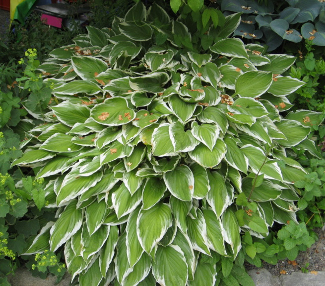 Weißrand-Funkie, Hosta Hybride Francee