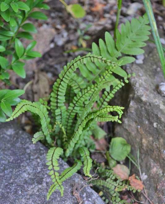 Braunstieliger Streifenfarn, Asplenium trichomanes