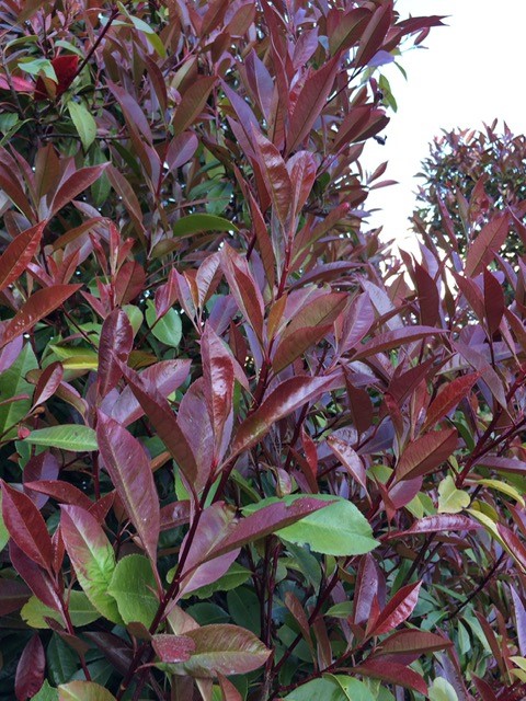 Glanzmispel - Photinia x fraseri Red Robin