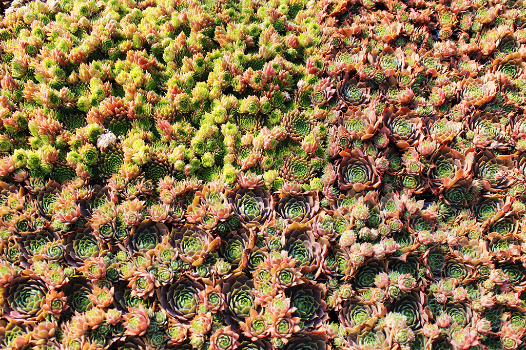 Dachwurz, Sempervivum in Sorten