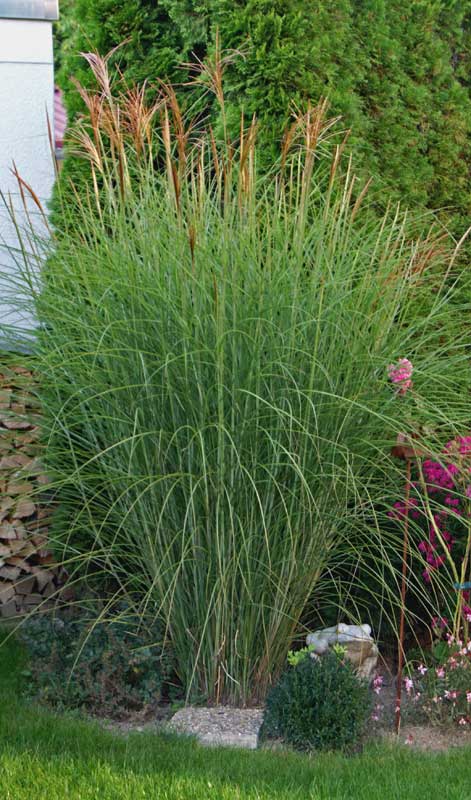 Chinaschilf Eulalia, Miscanthus sinensis gracillimus