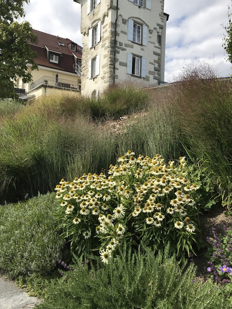 Rutenhirse, Panicum virgatum Rehbraun