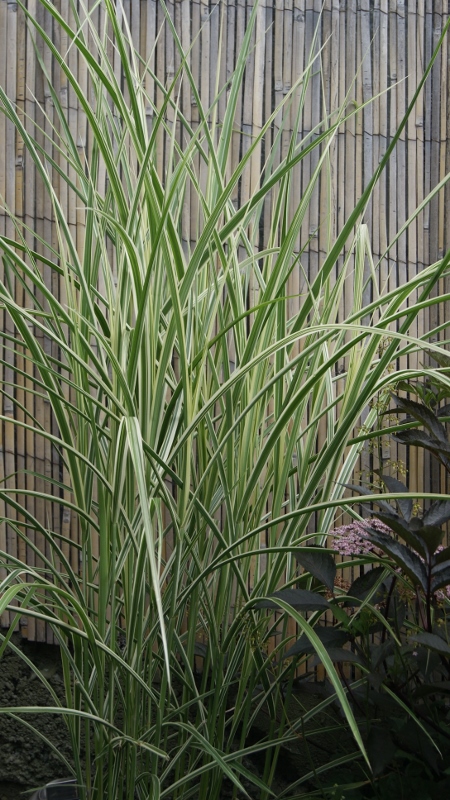 Weißbuntes Chinaschilf, Miscanthus sinensis Variegatus