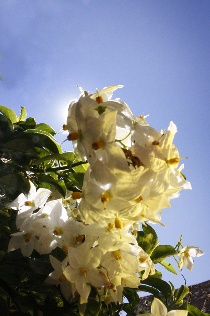 Solanum jasminoides, weißes Solanum