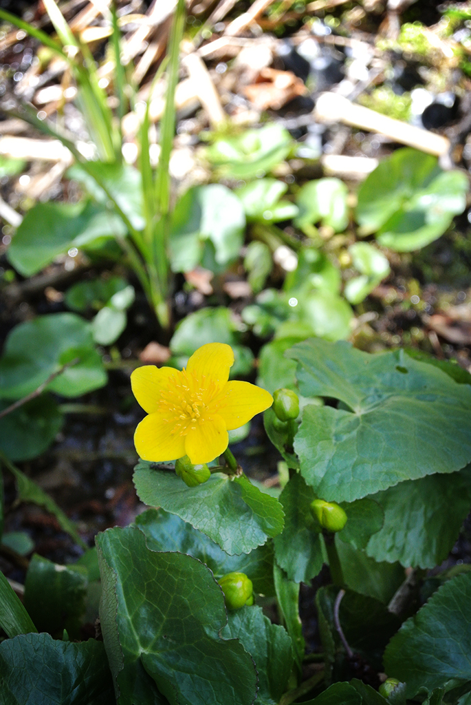 Caltha palustris, Sumpfdotterblume