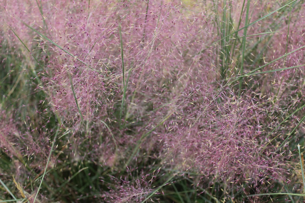 Rosa Haargras - Muhlenbergia capillaris