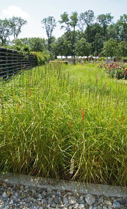 Chinaschilf Eulalia, Miscanthus sinensis gracillimus