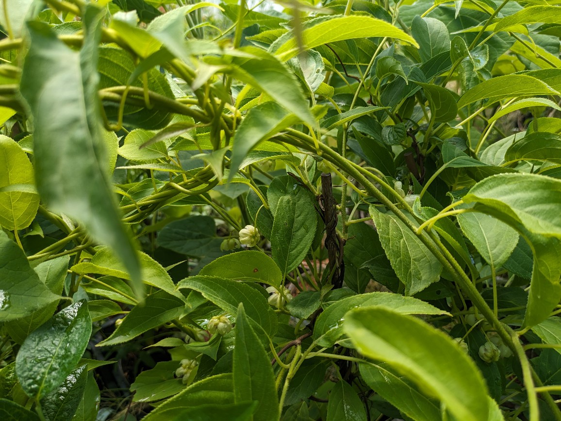 Selbstbefruchtende Kiwibeere, Actinidia arguta ``Issai``