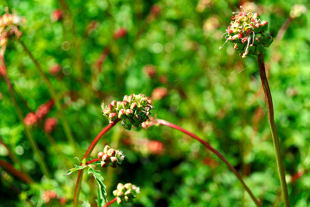 Pimpinelle, Sanguisorba minor