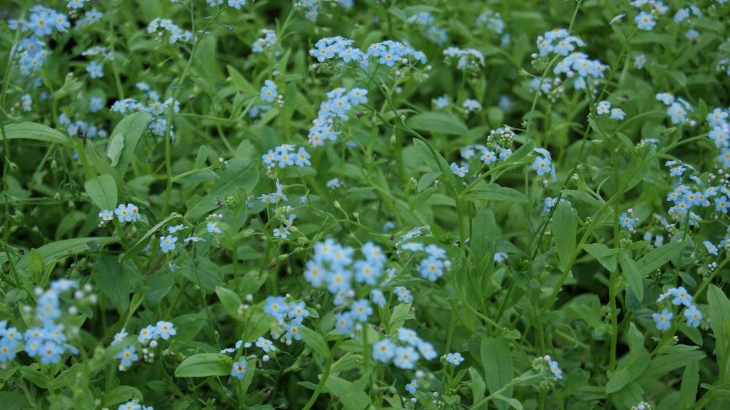 Myosotis palustris, Sumpf-Vergissmeinnicht