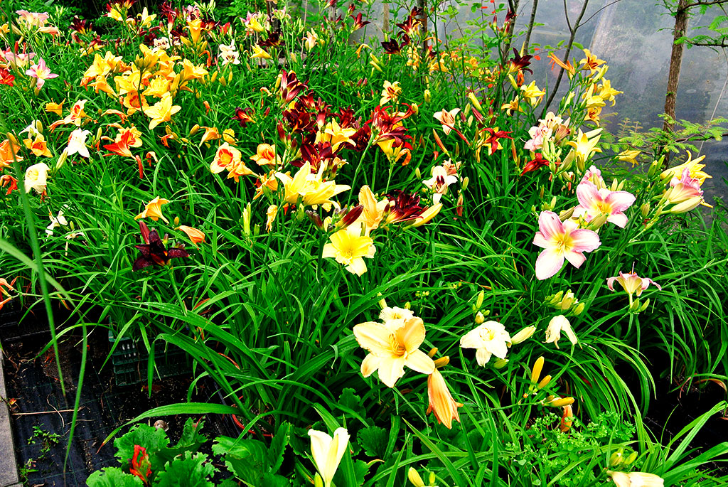 Taglilie, Hemerocallis in Sorten