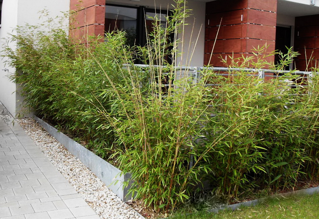 Goldener Peking Bambus, Phyllostachys aureosulcata Aureocaulis