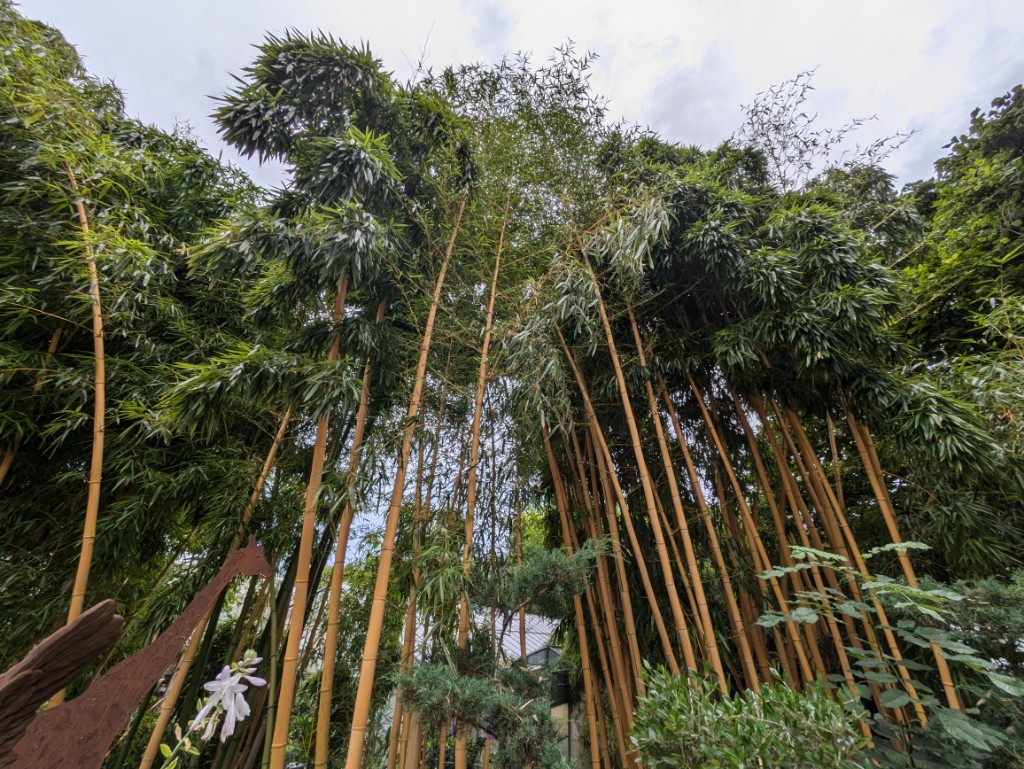 Zauber Bambus, Phyllostachys vivax Aureocaulis