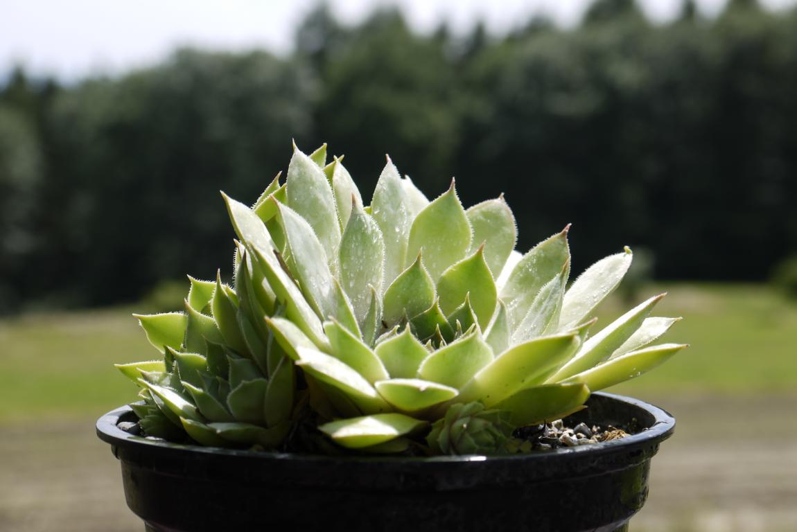 Dachwurz, Sempervivum in Sorten