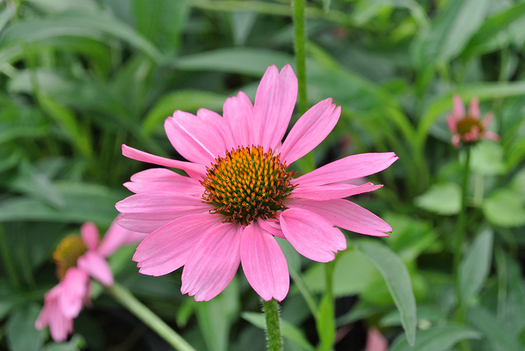 Sonnenhut, Echinacea purpurea in Sorten