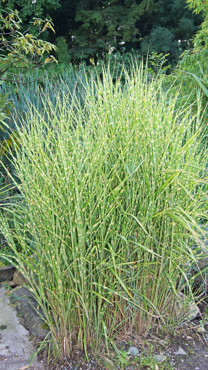 Zebra-Chinaschilf, Miscanthus sinensis Zebrinus